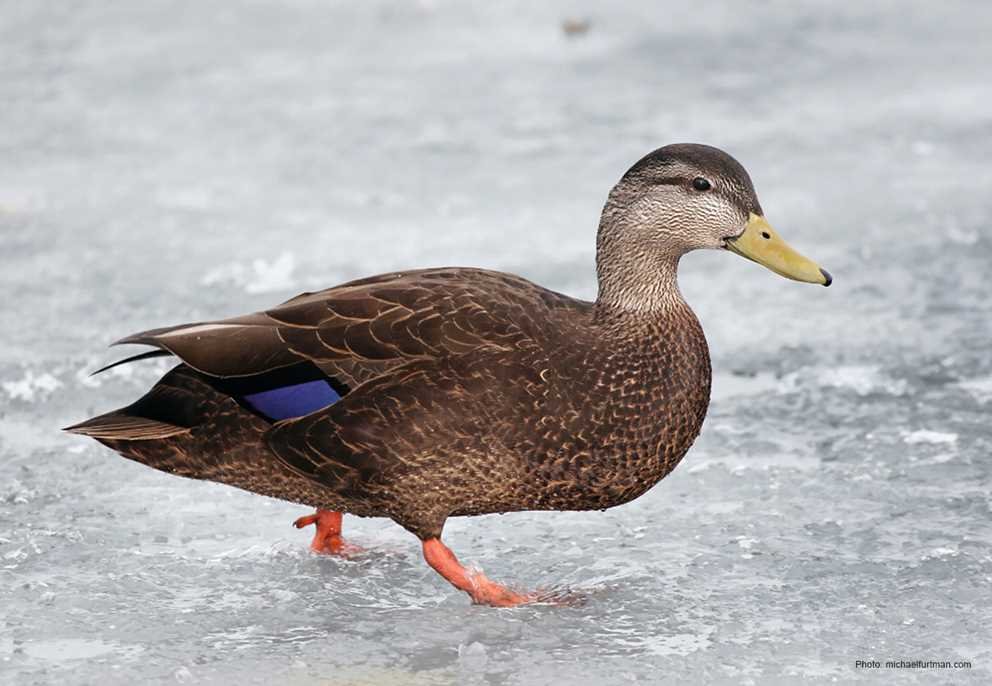 American Black Duck2