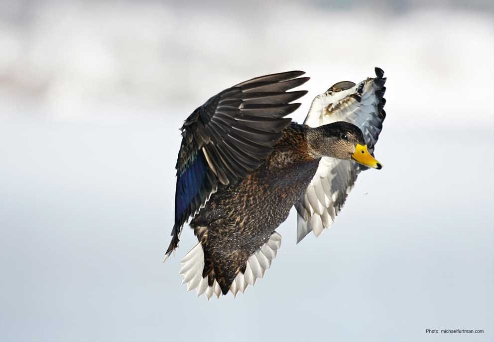American Black Duck3