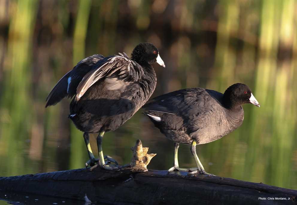 American Coot (1)