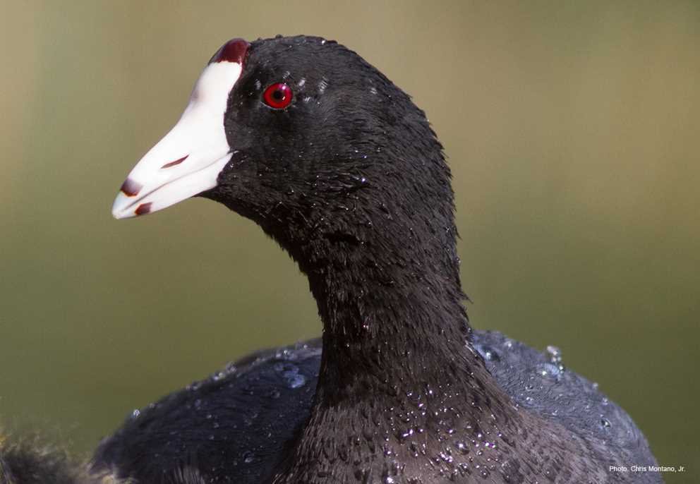 American Coot (2)