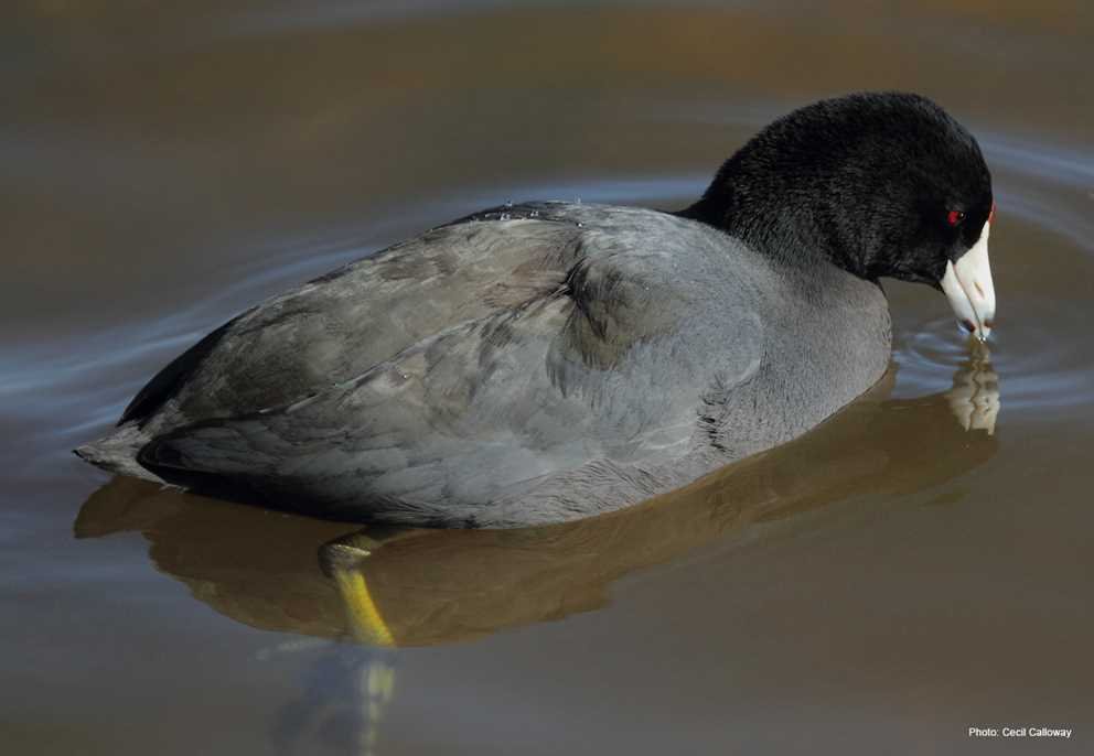 American Coot (3)