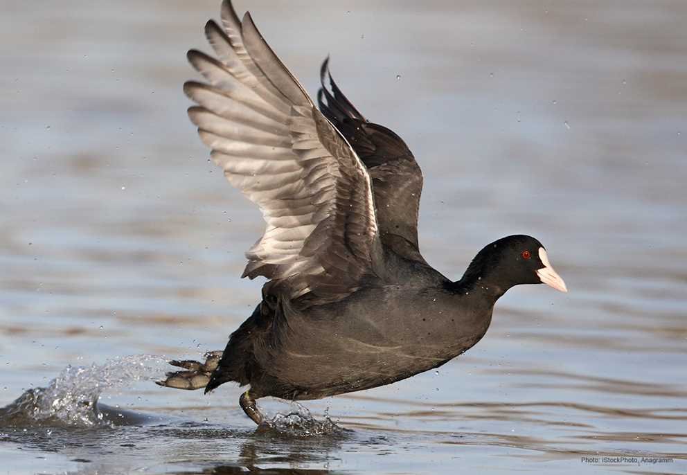 American Coot (4)
