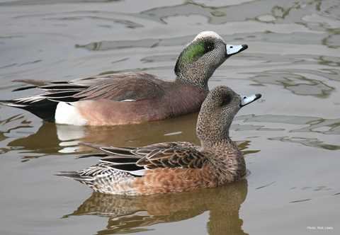 American Wigeon