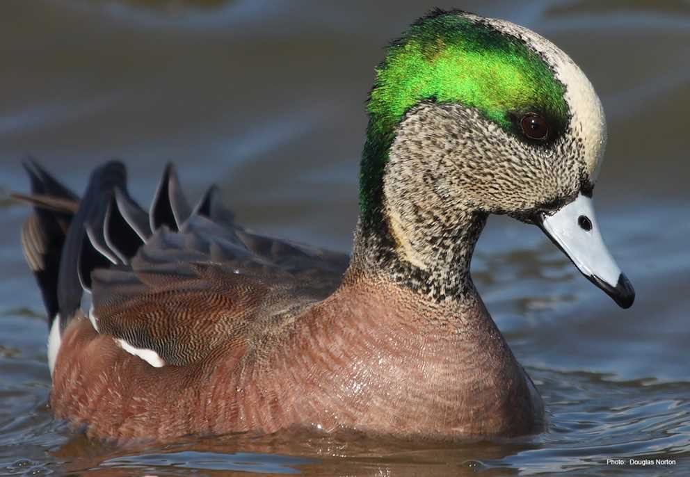 American Wigeon3