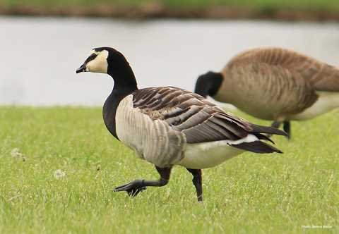 Barnacle Goose (1)