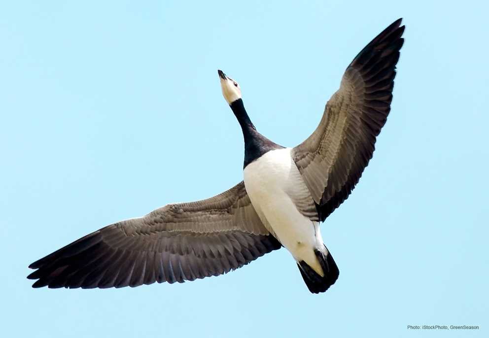 Barnacle Goose (2)