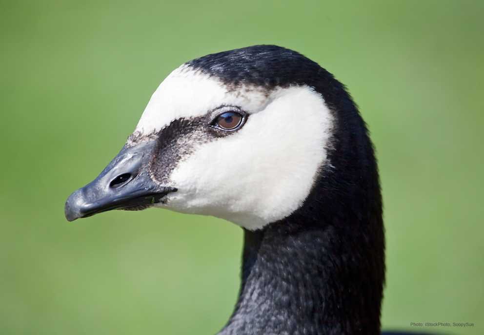 Barnacle Goose (3)