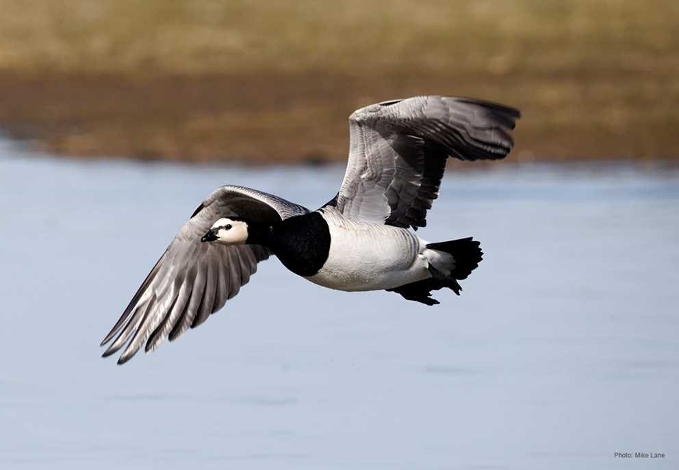 Barnacle Goose (4)