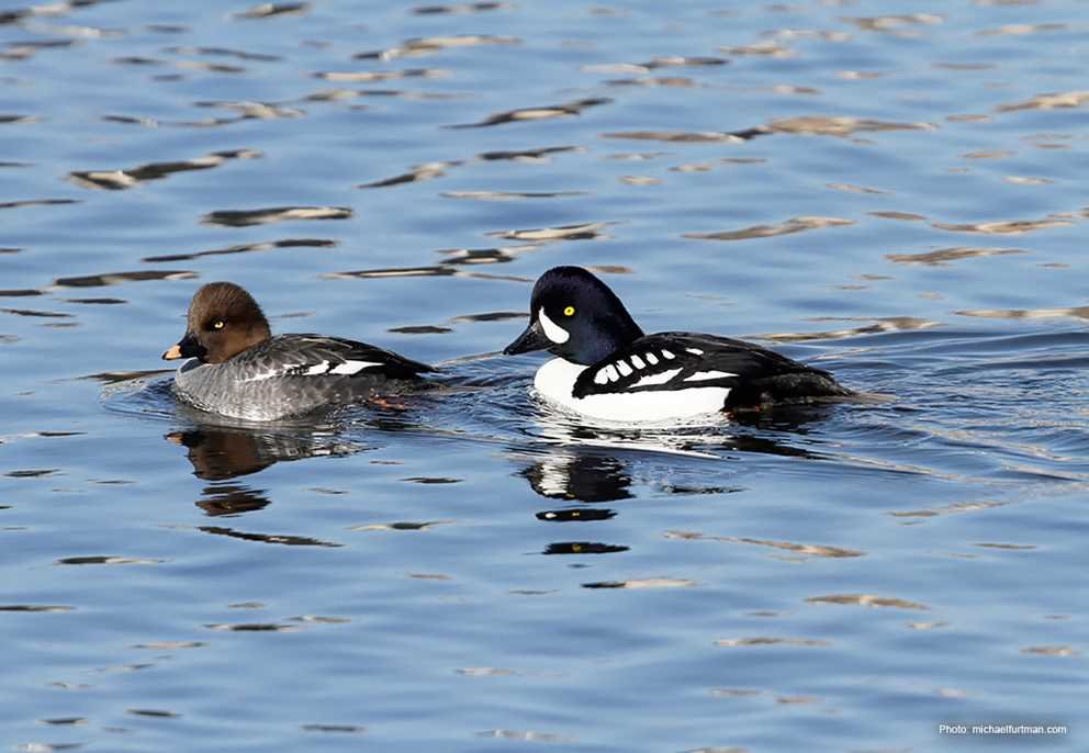 Barrows Goldeneye