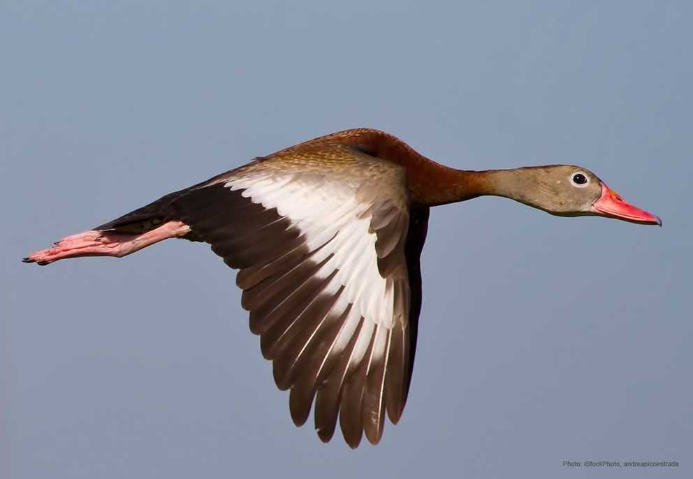 Black Bellied Whistiling Duck (1)