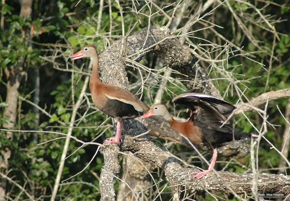 Black Bellied Whistiling Duck (2)