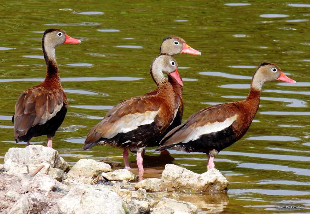 Black Bellied Whistiling Duck (4)