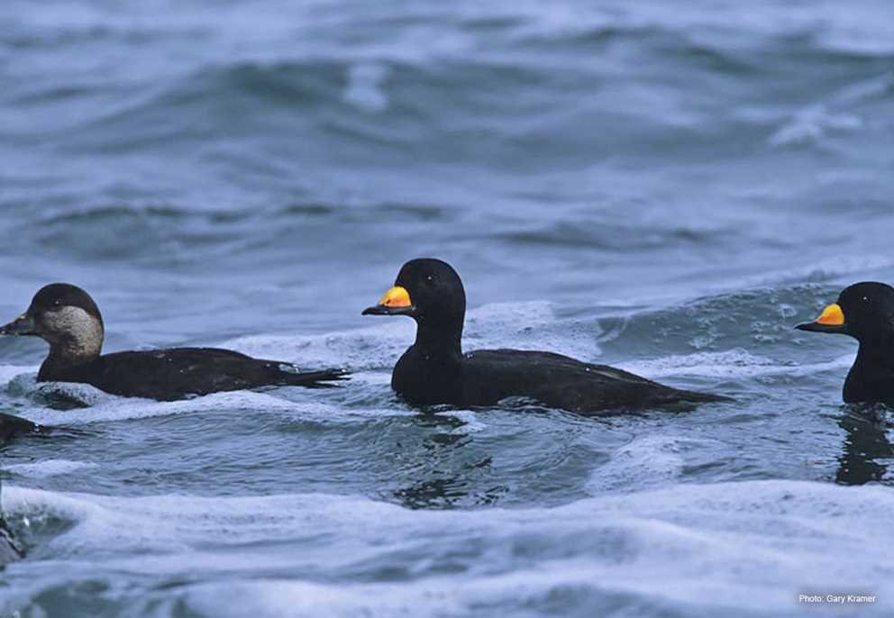Black Scoter2