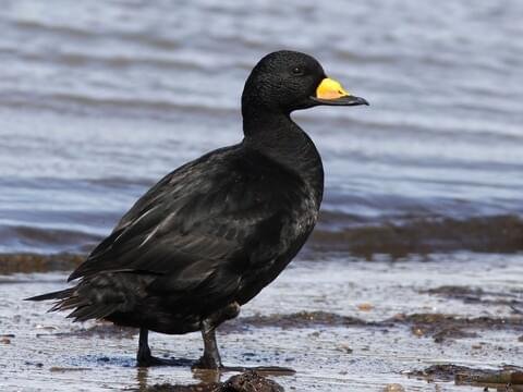 Black Scoter3