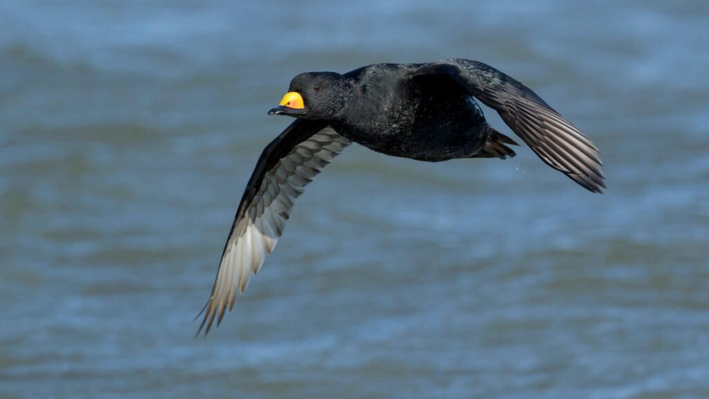 Black Scoter4