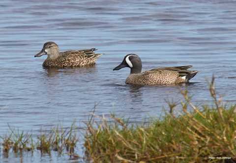 Blue Winged Teal