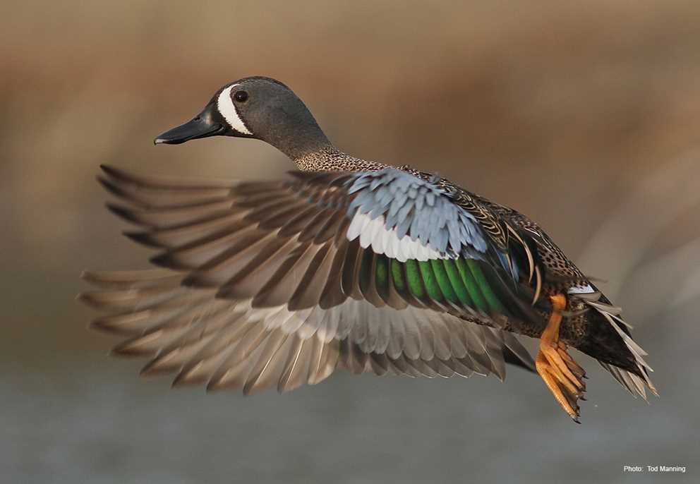 Blue Winged Teal2