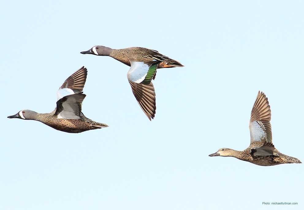 Blue Winged Teal4