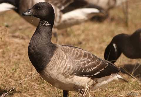 Brant (1)