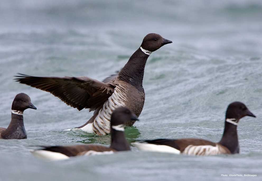 Brant (4)