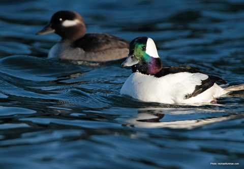 Bufflehead