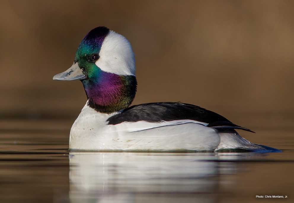 Bufflehead2