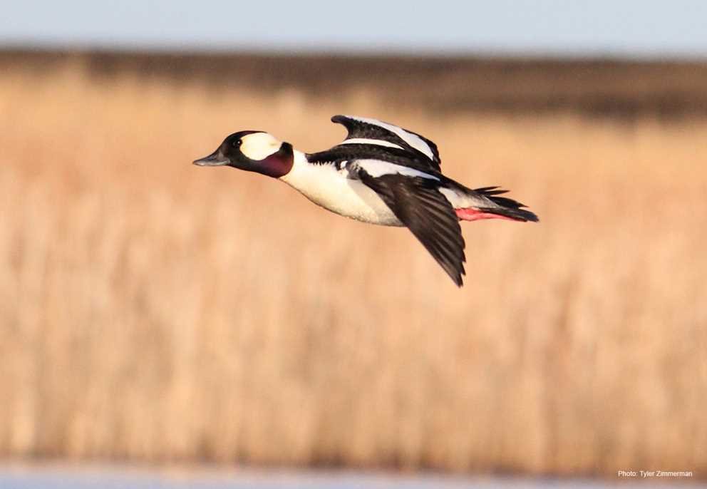 Bufflehead3