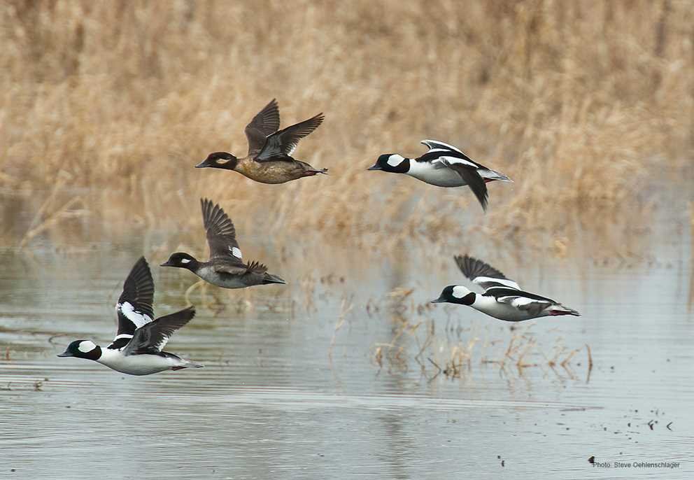 Bufflehead4