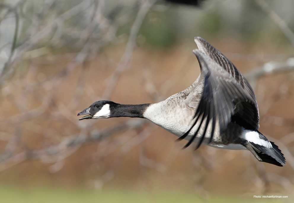Cackling Goose (1)