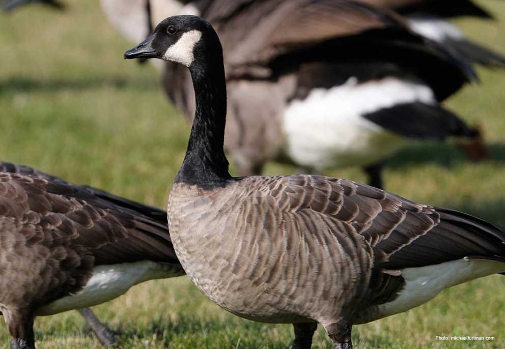 Cackling Goose (2)