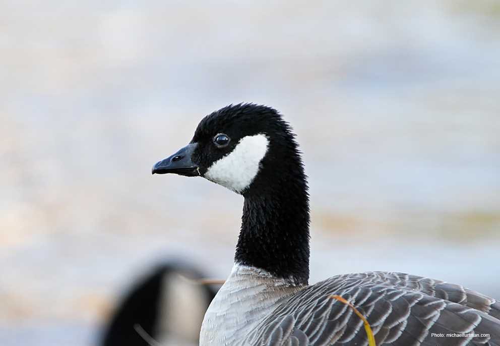 Cackling Goose (3)
