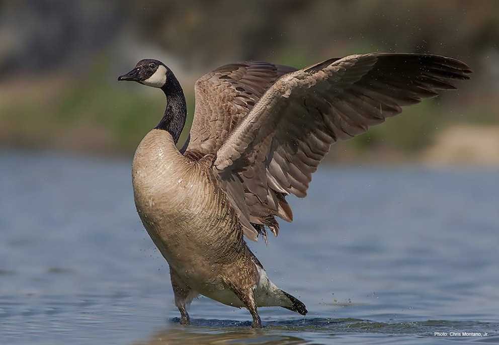 Canada Goose (2)