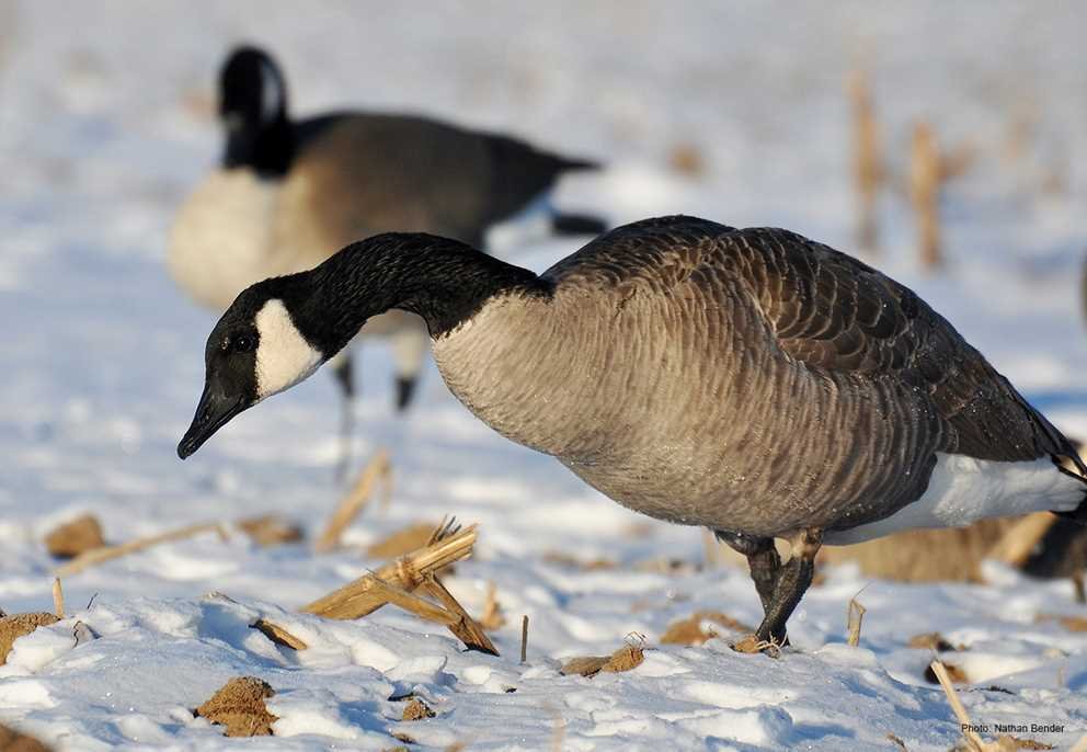 Canada Goose (3)