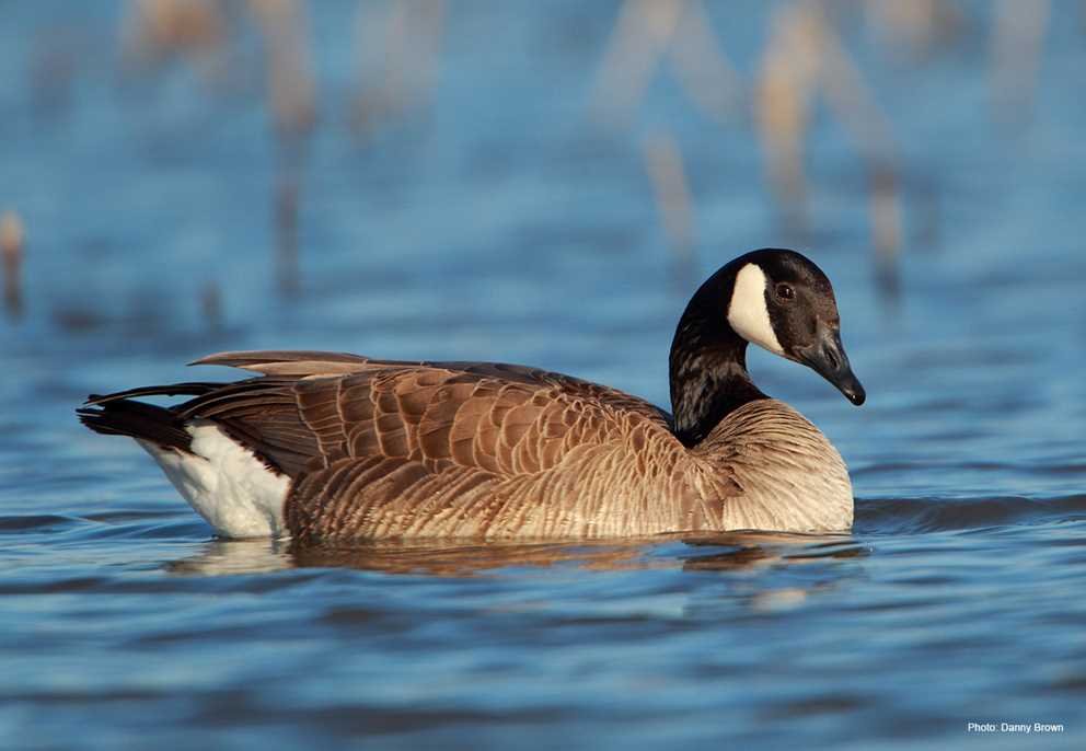 Canada Goose (4)