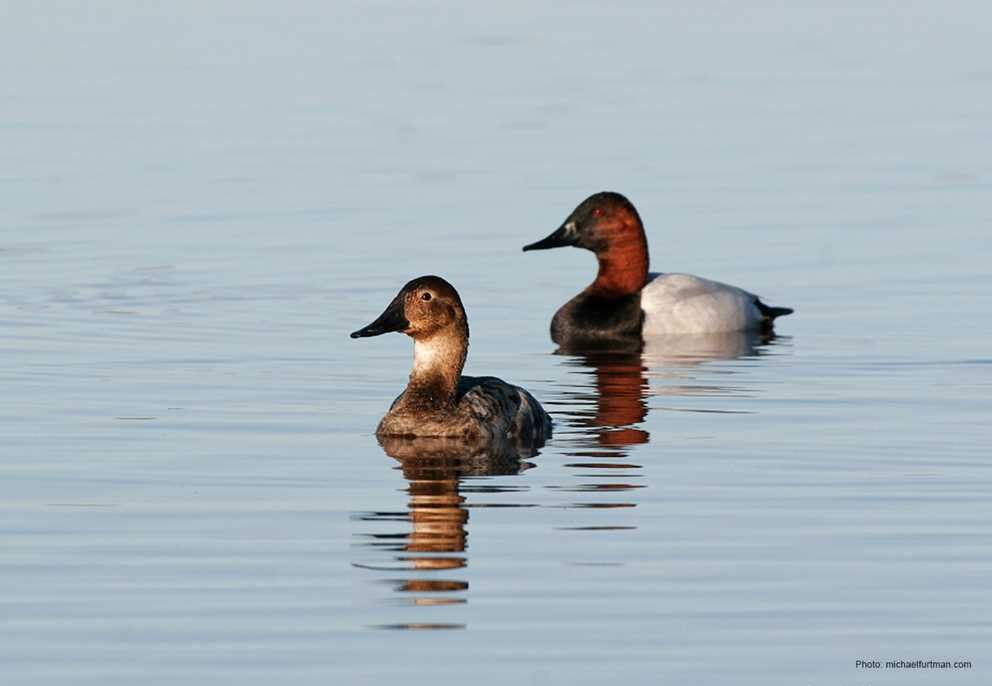 Canvasback1