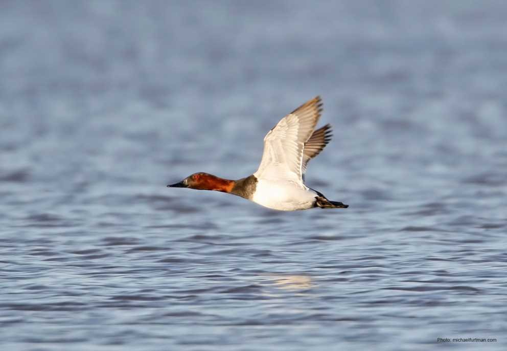 Canvasback3