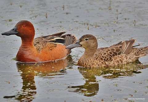 Cinnamon Teal