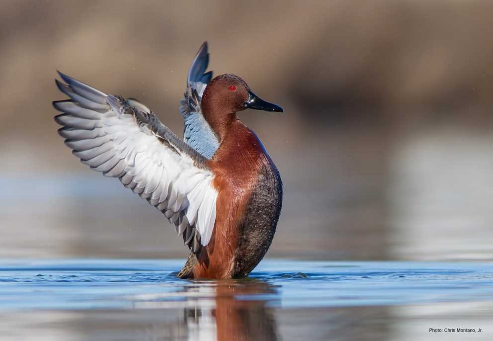 Cinnamon Teal2
