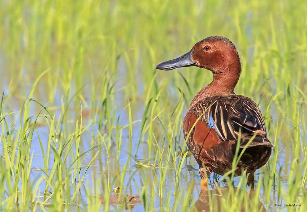Cinnamon Teal3
