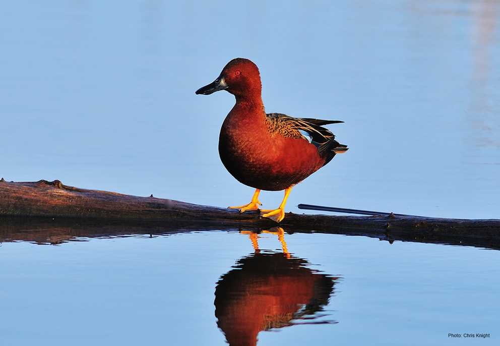 Cinnamon Teal4