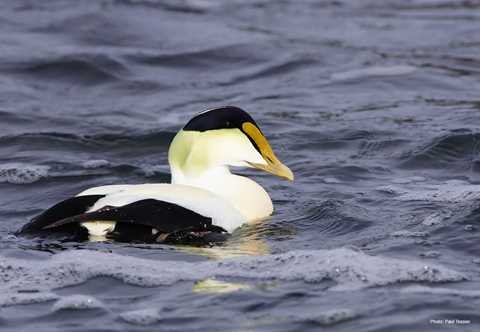 Common Eider