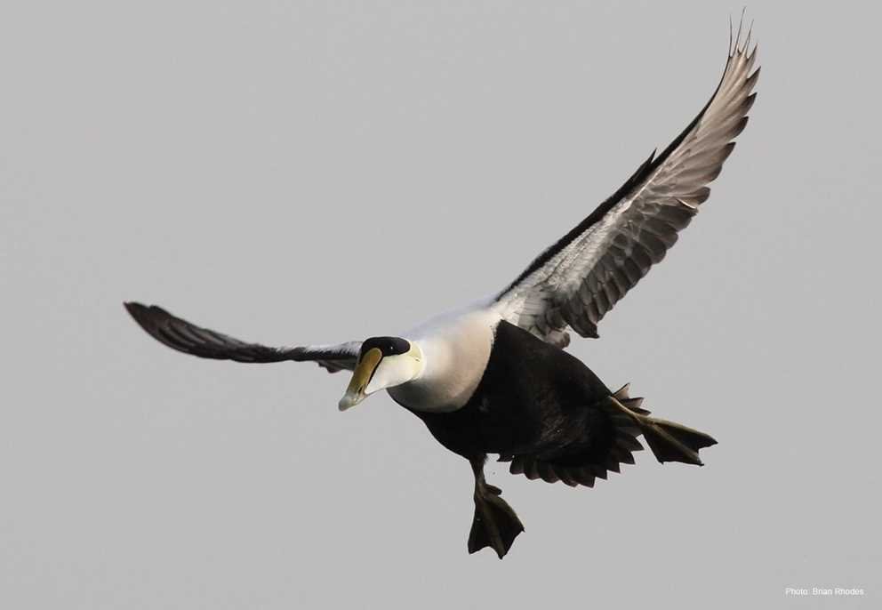 Common Eider2