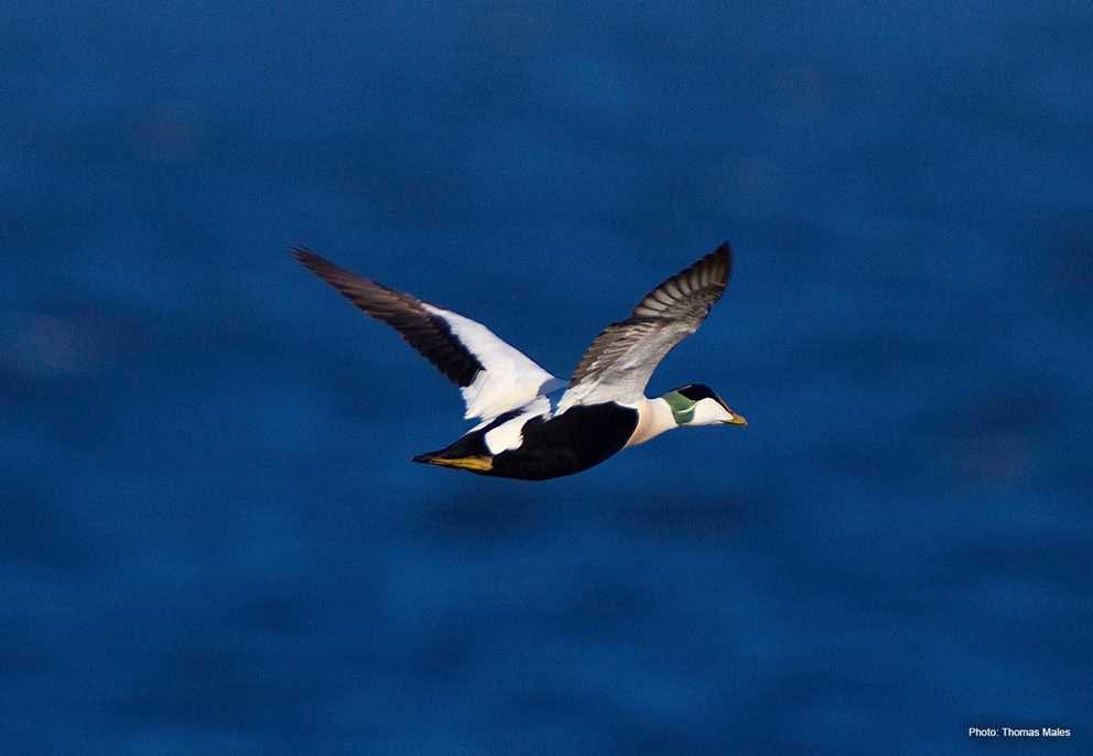 Common Eider3