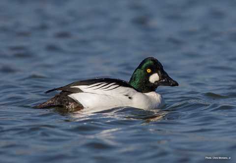 Common Goldeneye