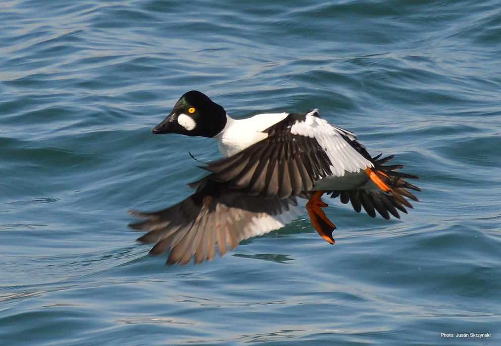 Common Goldeneye1