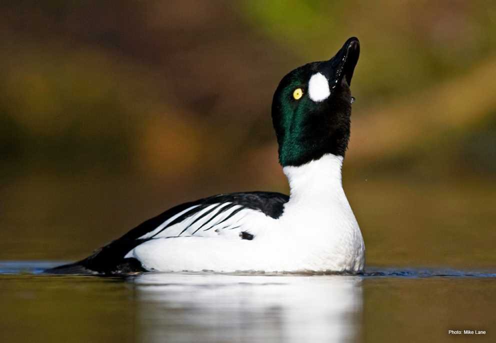 Common Goldeneye2