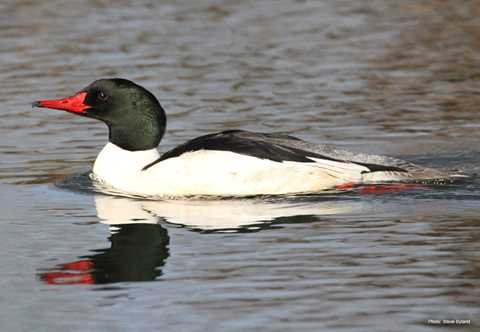 Common Merganser