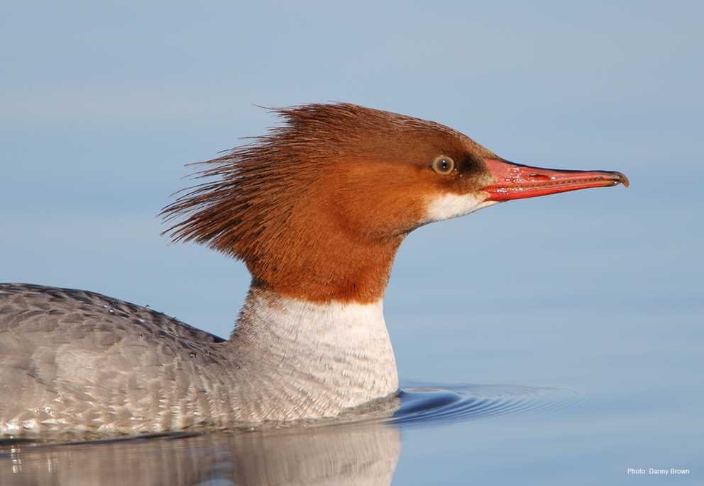 Common Merganser2