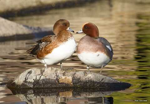 Eurasian Wigeon