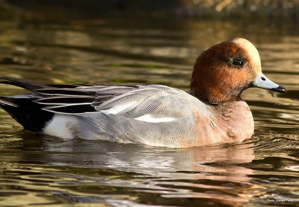 Eurasian Wigeon2